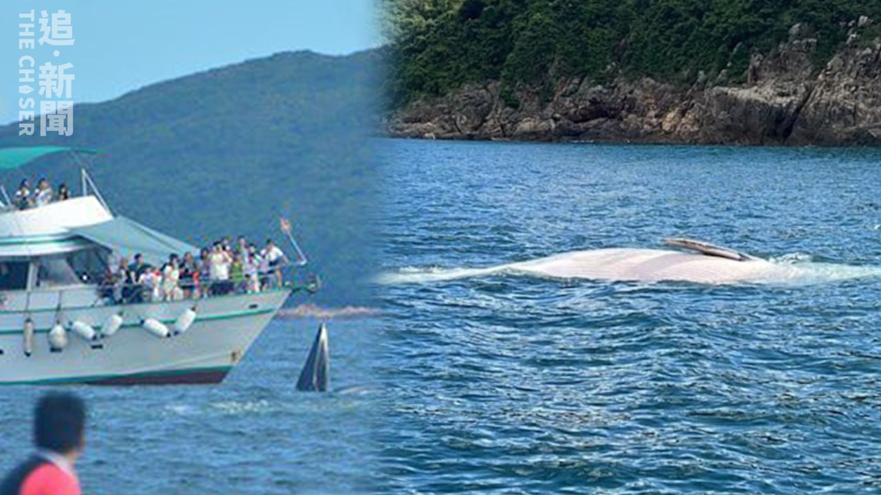 西貢鯨魚．特稿｜現蹤香港未滿20日即葬身大海鯨魚之死是誰的錯？ - 追新聞